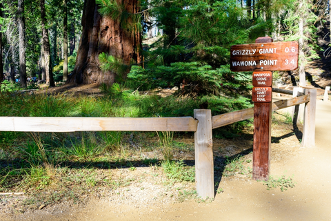An image depicting the trail Mariposa Grove Trail and its surrounding area.