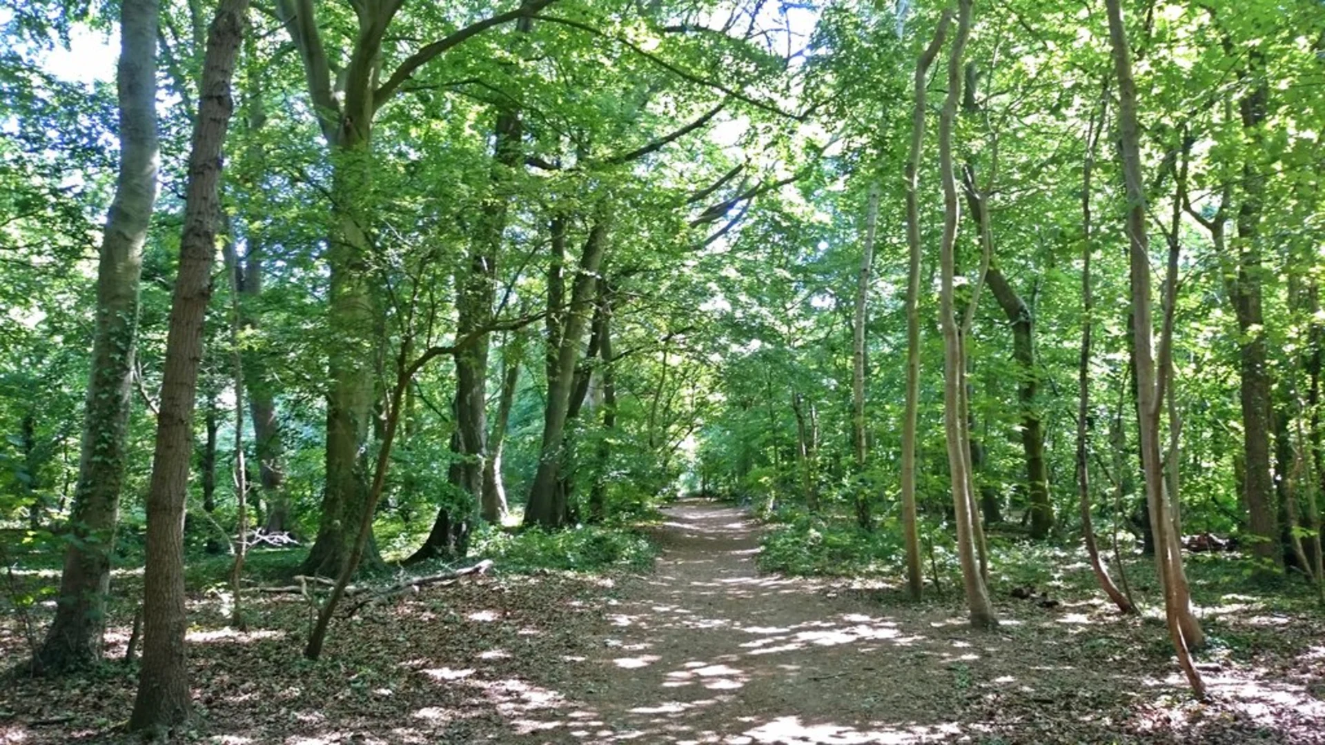 An image depicting the trail Maidenhead and Cookham Commons Loop and its surrounding area.