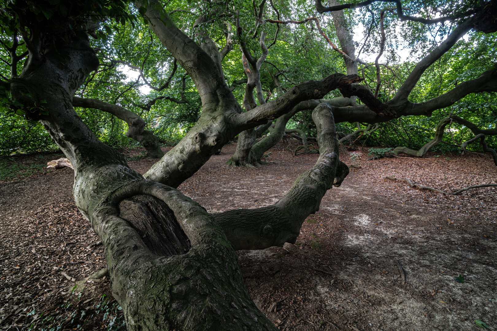 An image depicting the trail Bückeberg Weg and its surrounding area.