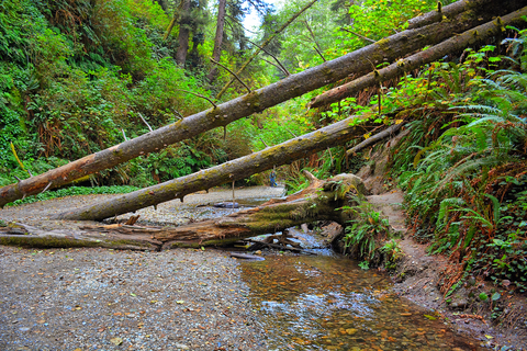 Rhododendron and CREA Trail