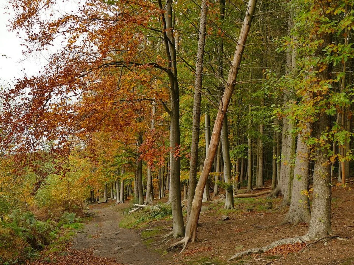 An image depicting the trail Esholt Woods Loop and its surrounding area.