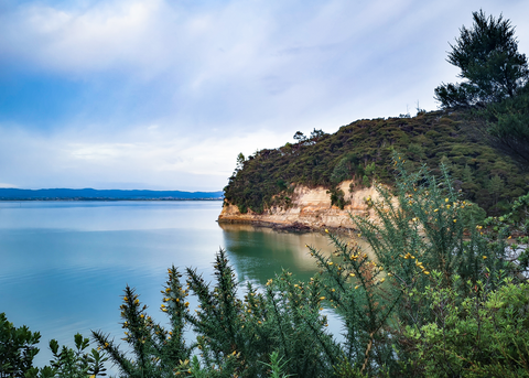 Kauri Point Centennial Path