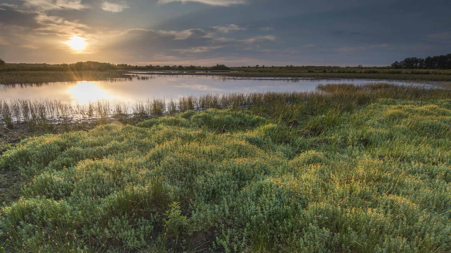 An image depicting the trail Rietmolen to Auskamplanden via Assinkweg, Kommiezenpad and Werthepaatweg and its surrounding area.