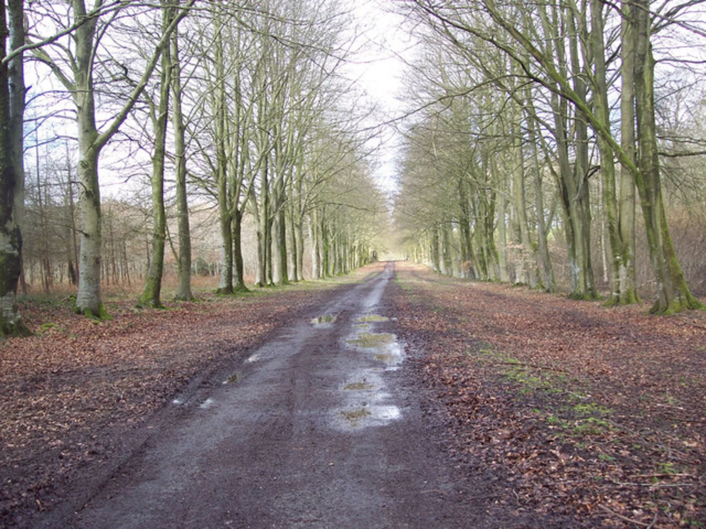 An image depicting the trail Grovely Wood Western Loop and its surrounding area.
