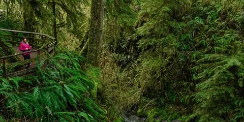 An image depicting the trail Blue Glacier And Hoh River Trail and its surrounding area.
