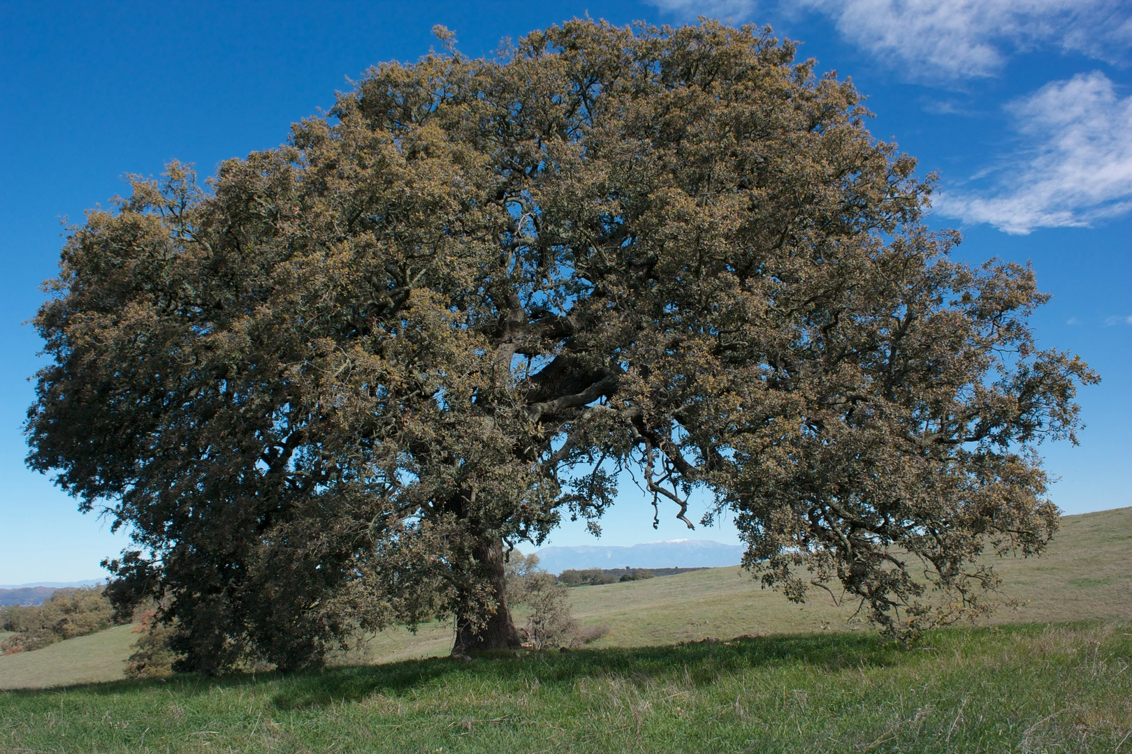 An image depicting the trail Tenaja Road and Dawnwood Street Loop and its surrounding area.