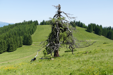 An image depicting the trail Kleinlobming Panorama Loop and its surrounding area.