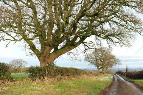 An image depicting the trail Whitcliffe Wood Nature Reserve, Mackershaw Plantation and Stanks Pond Loop and its surrounding area.