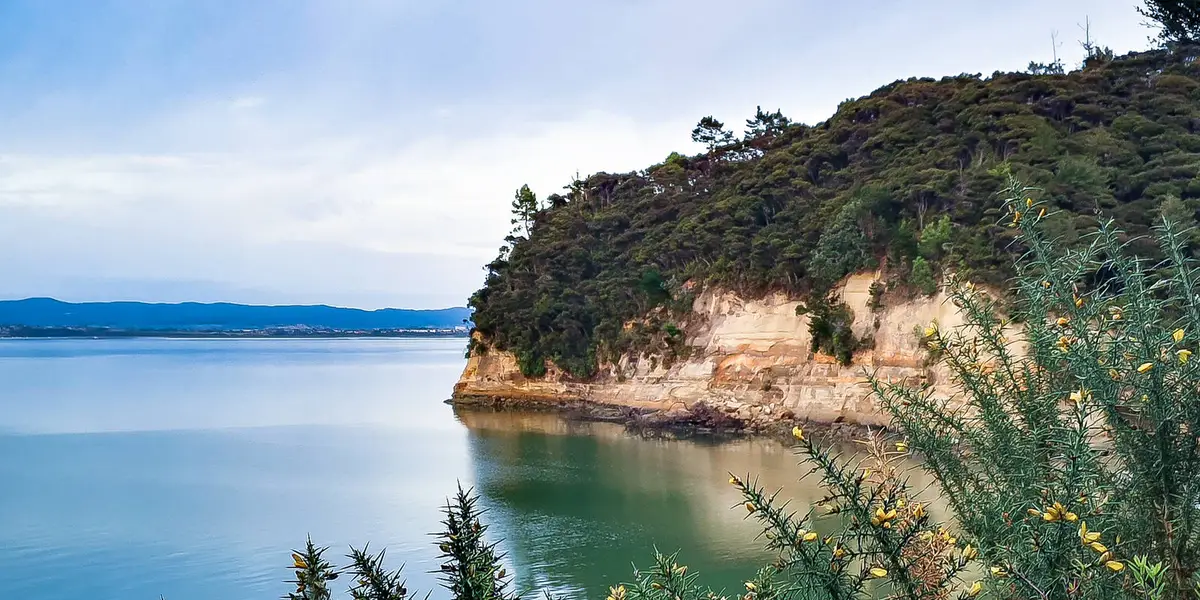 Kauri Point Centennial Path Loop
