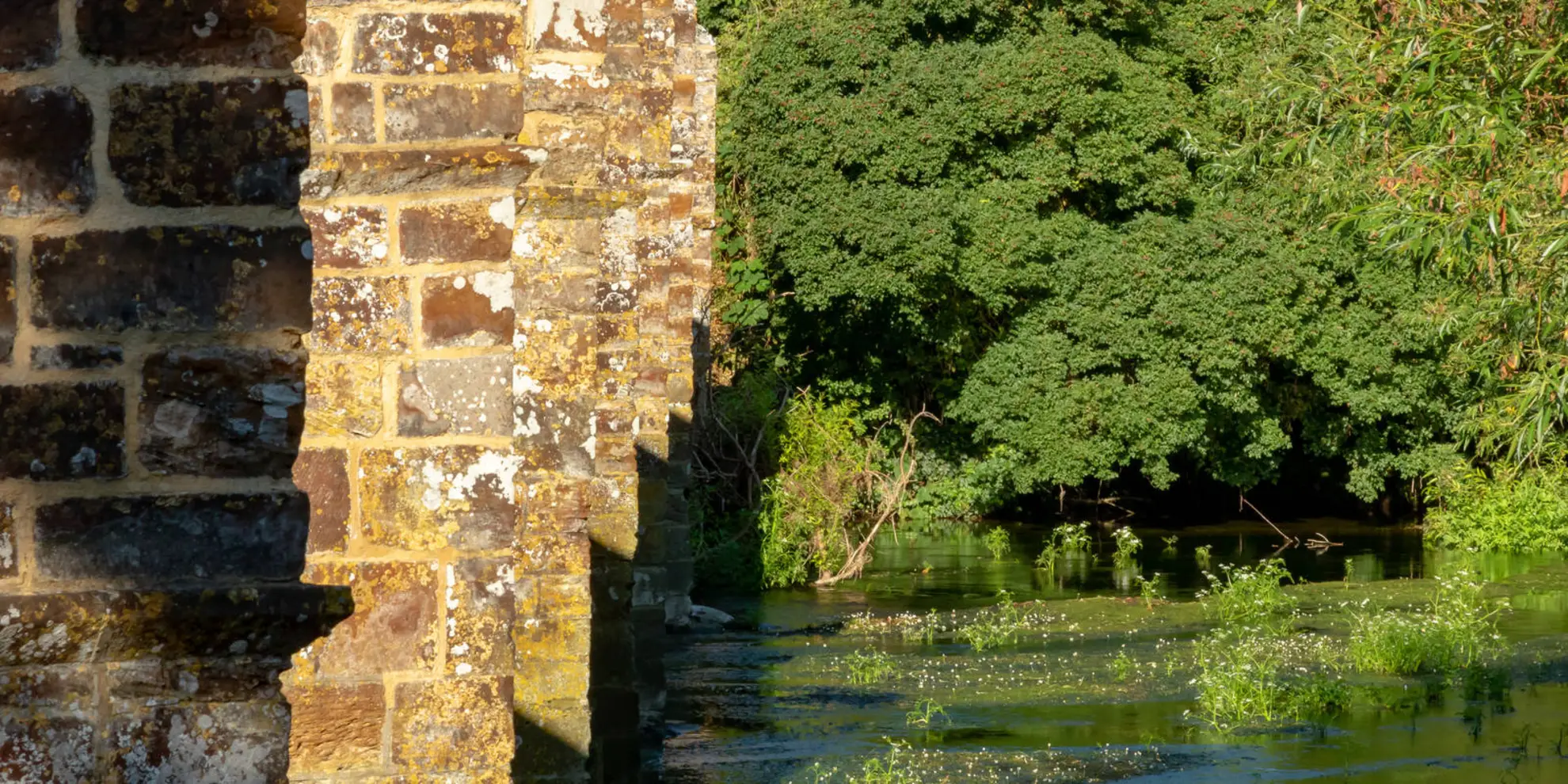 An image depicting the trail Wareham Forest Way and its surrounding area.