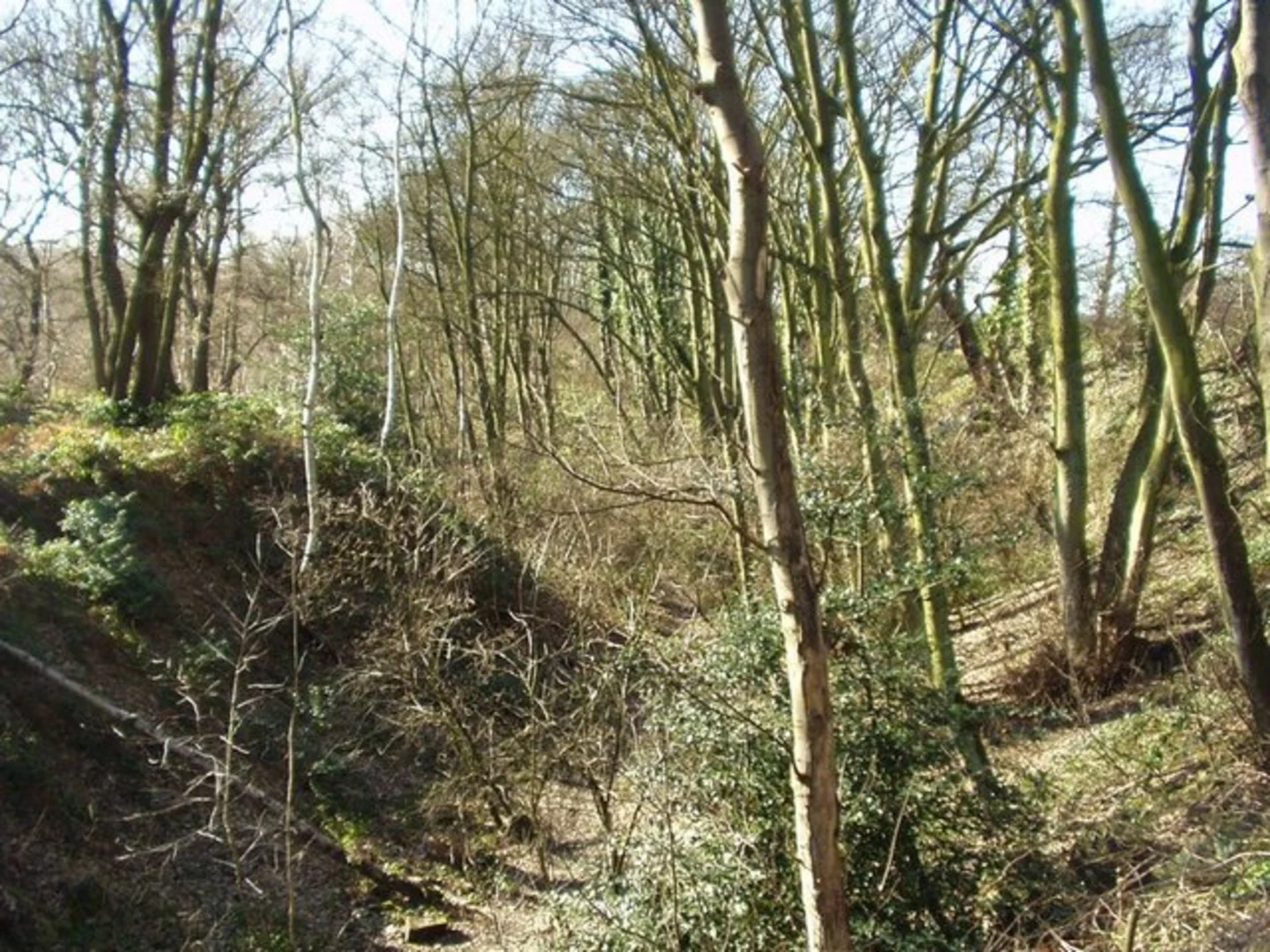 An image depicting the trail Hawksworth Wood Loop and its surrounding area.
