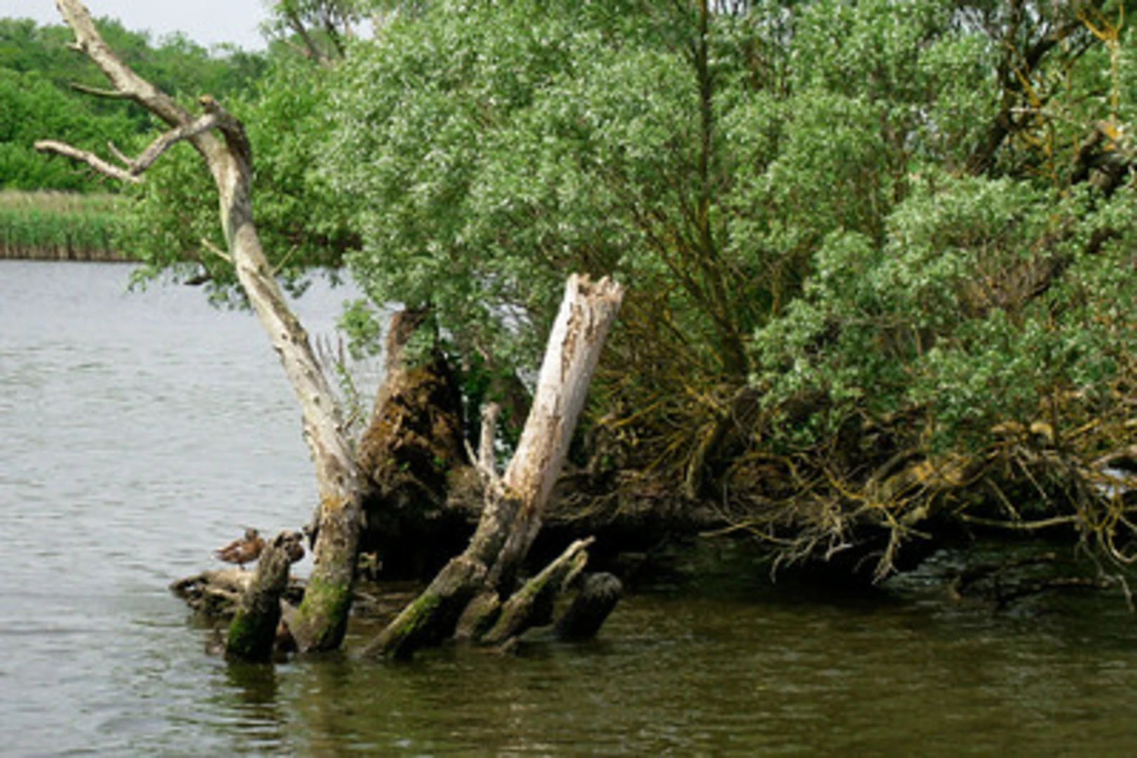 An image depicting the trail Rockland Broad and River Yare in Claxton Park and its surrounding area.