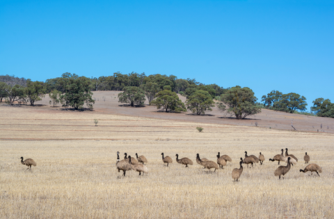 Mambray Creek to Alligator Gorge Hike