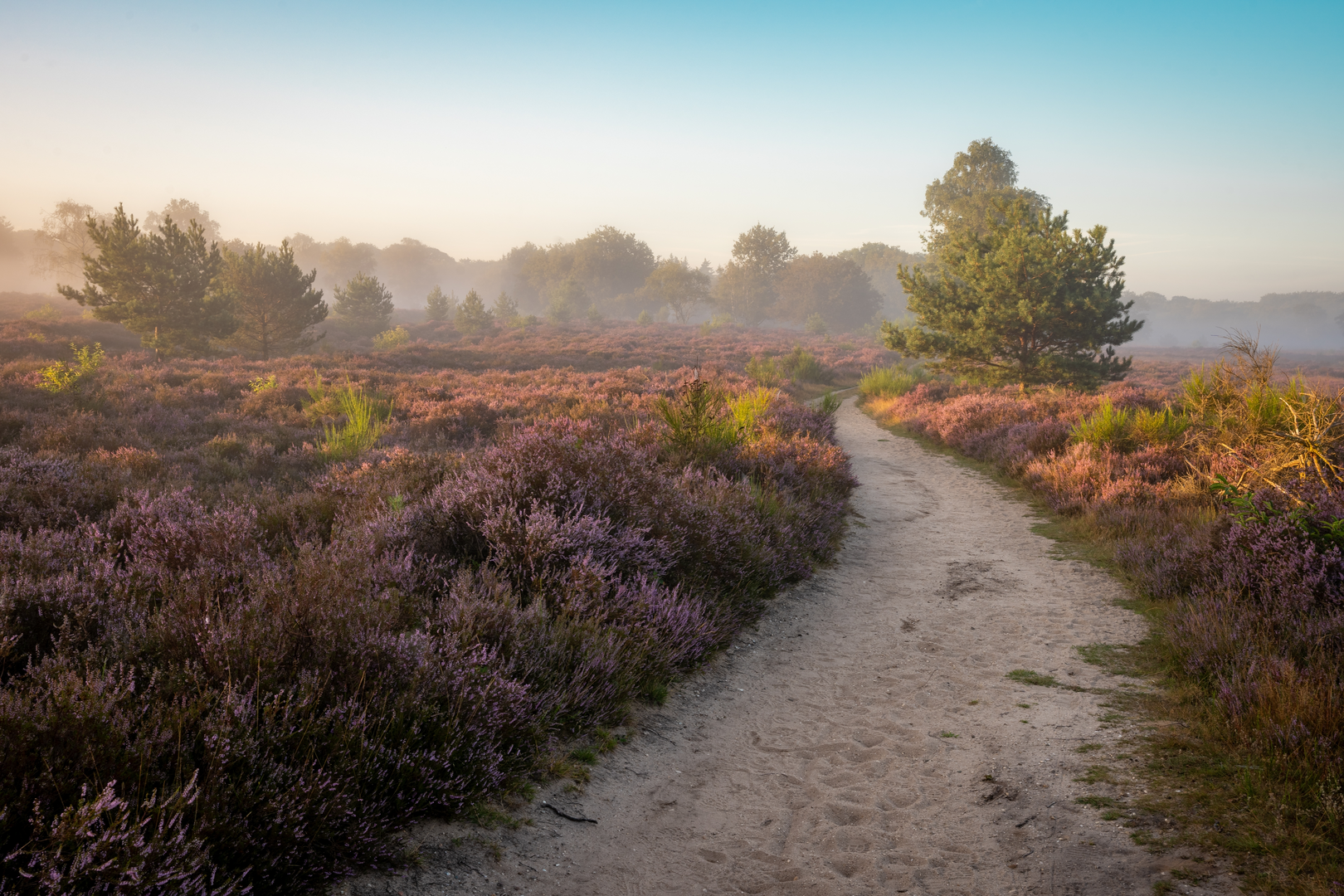 An image depicting the trail De Dennen Loop and its surrounding area.