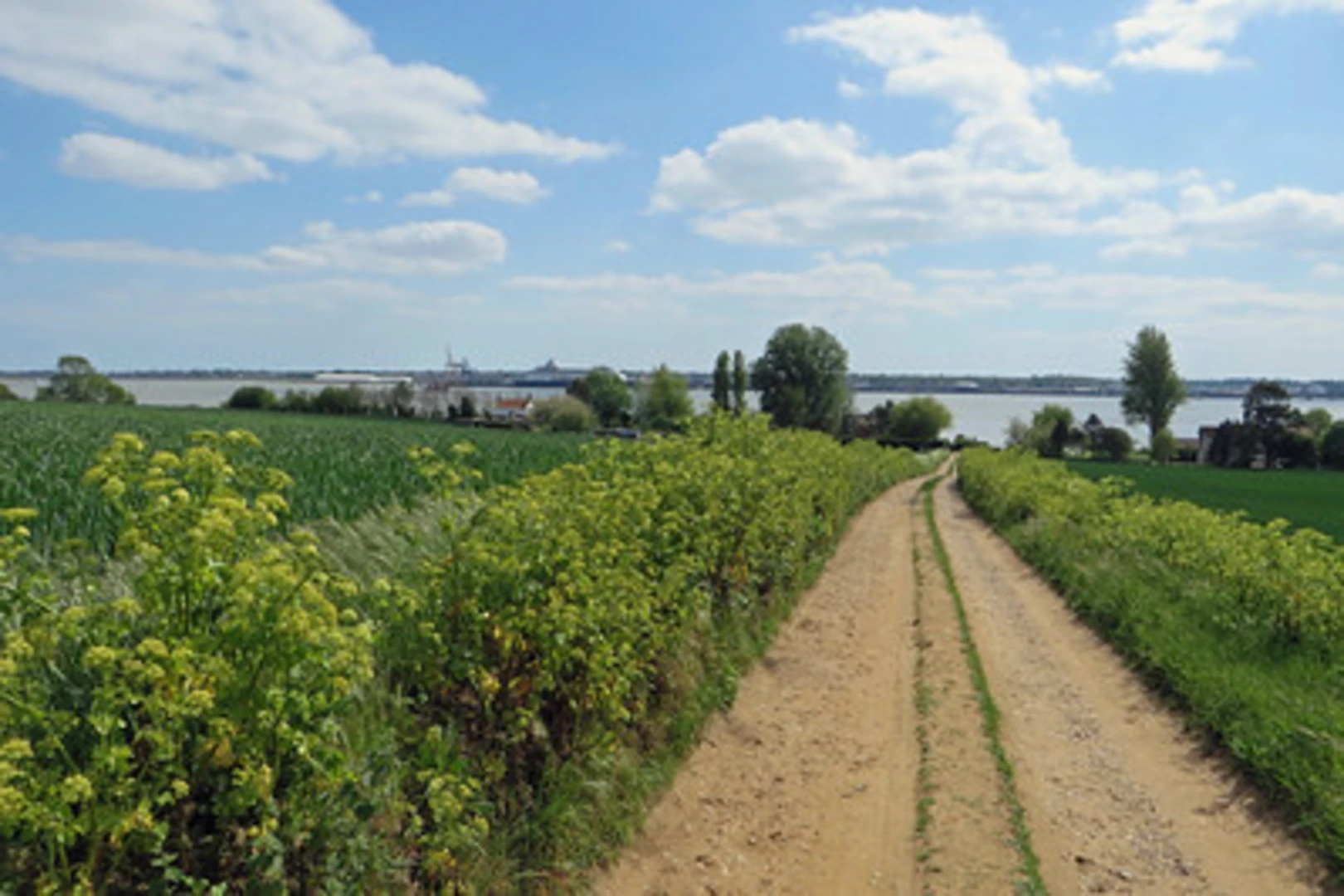 An image depicting the trail Shotley and Holbrook Walk and its surrounding area.