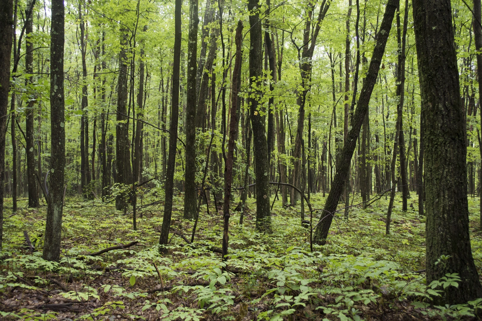 An image depicting the trail Shaggers Inn via Quehanna Loop Trail and its surrounding area.