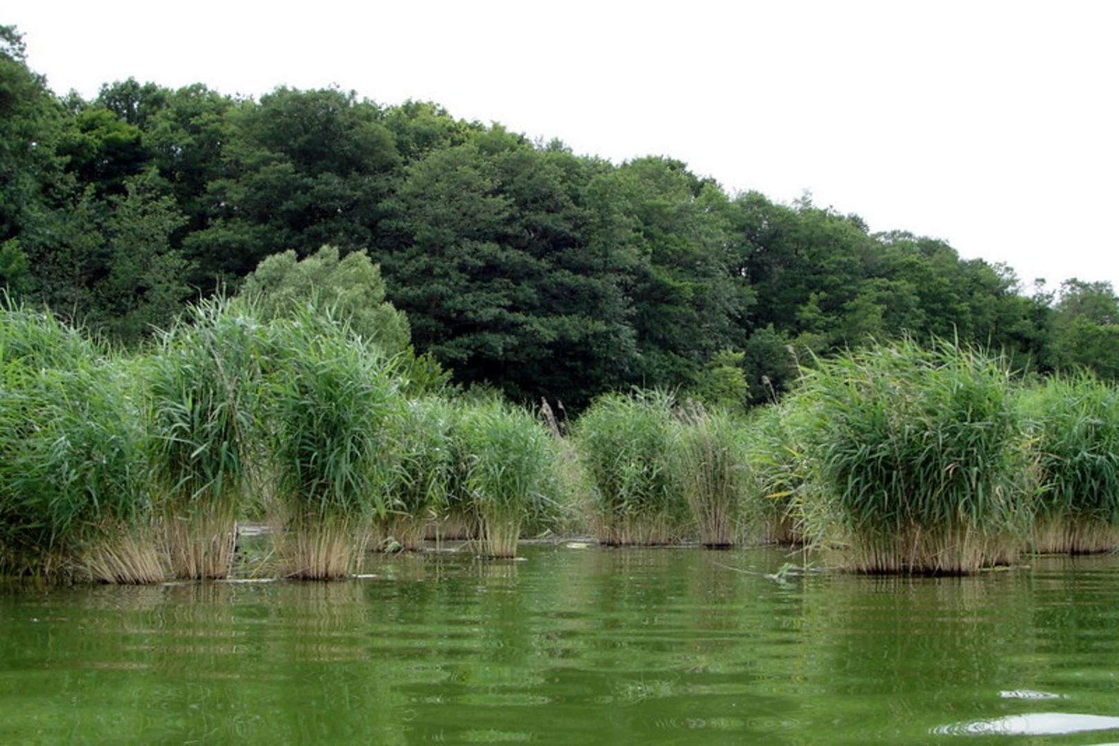An image depicting the trail Großer Müggelsee Loop and its surrounding area.