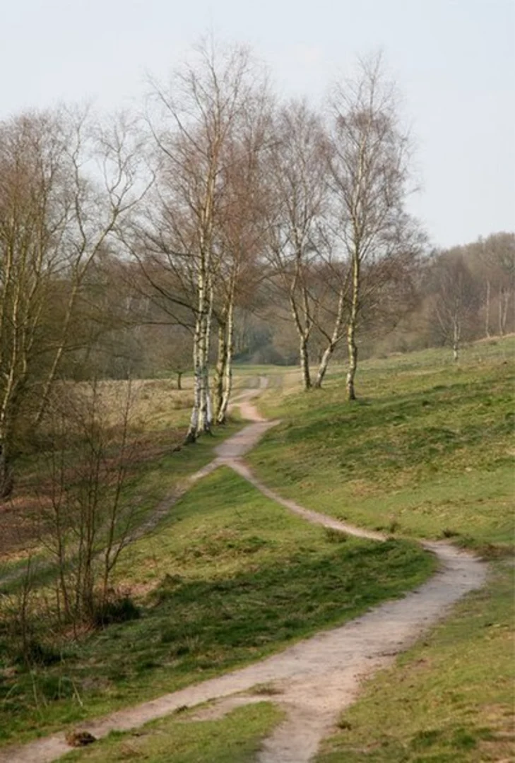 An image depicting the trail Downs Bank Loop and its surrounding area.