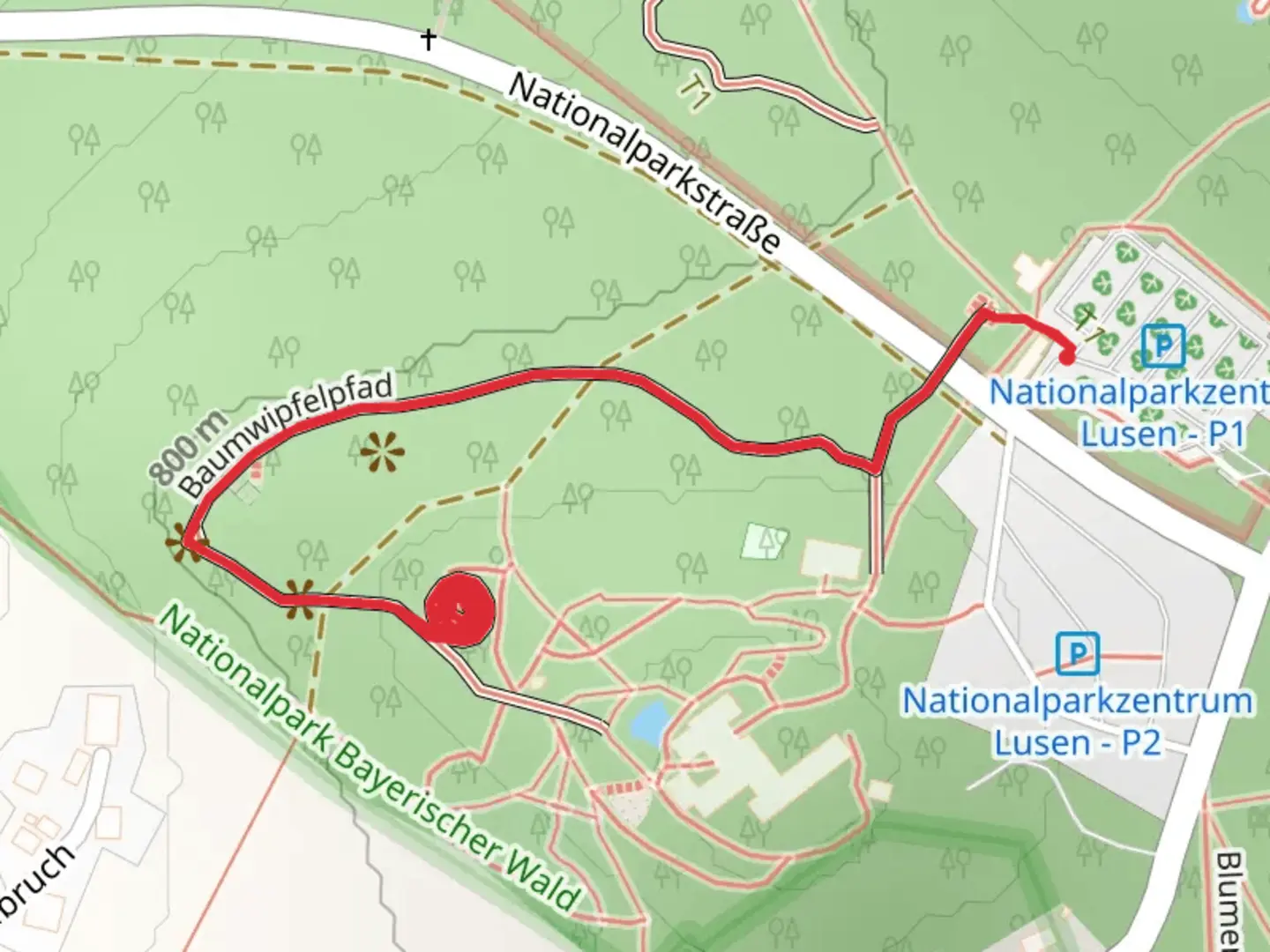 An image depicting the trail Aussichtsturm Baumwipfelpfad via Baumwipfelpfad and its surrounding area.