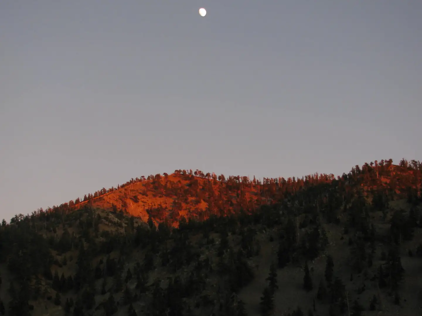 An image depicting the trail Mount Baldy Road Out and Back and its surrounding area.