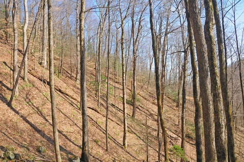 An image depicting the trail Dry Sluice Gap via Smokemont Trail and its surrounding area.