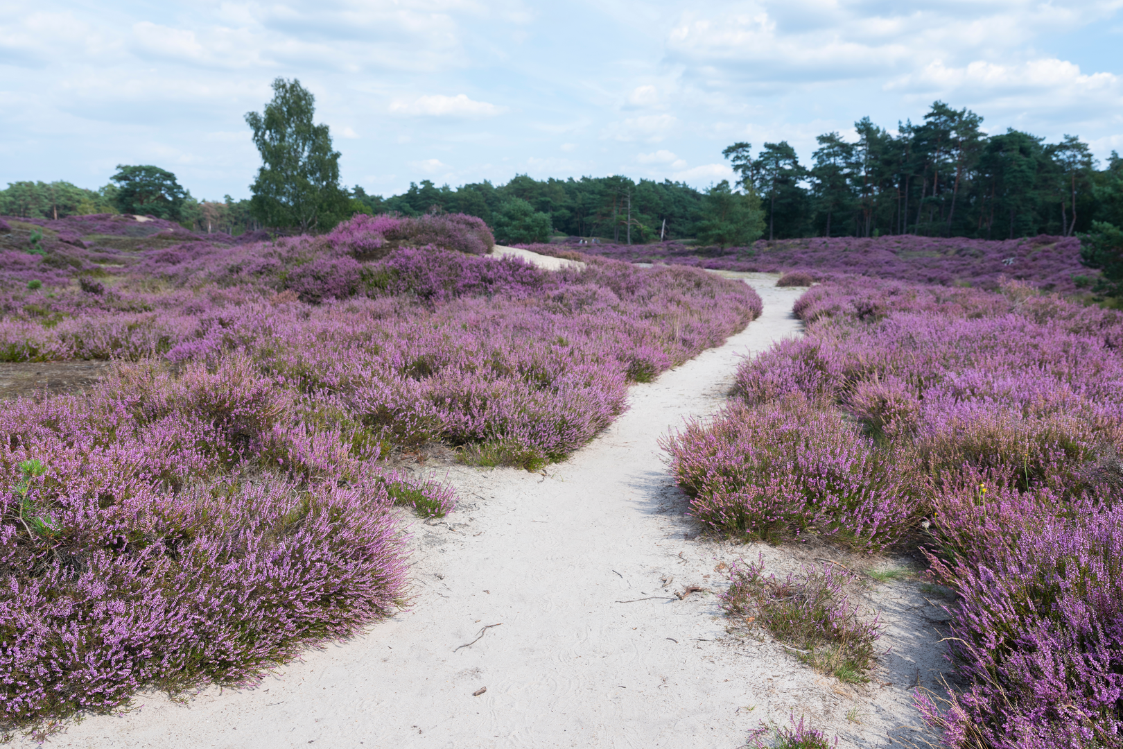 An image depicting the trail De Molenbeek, Terletse heide and Loenense Loop and its surrounding area.