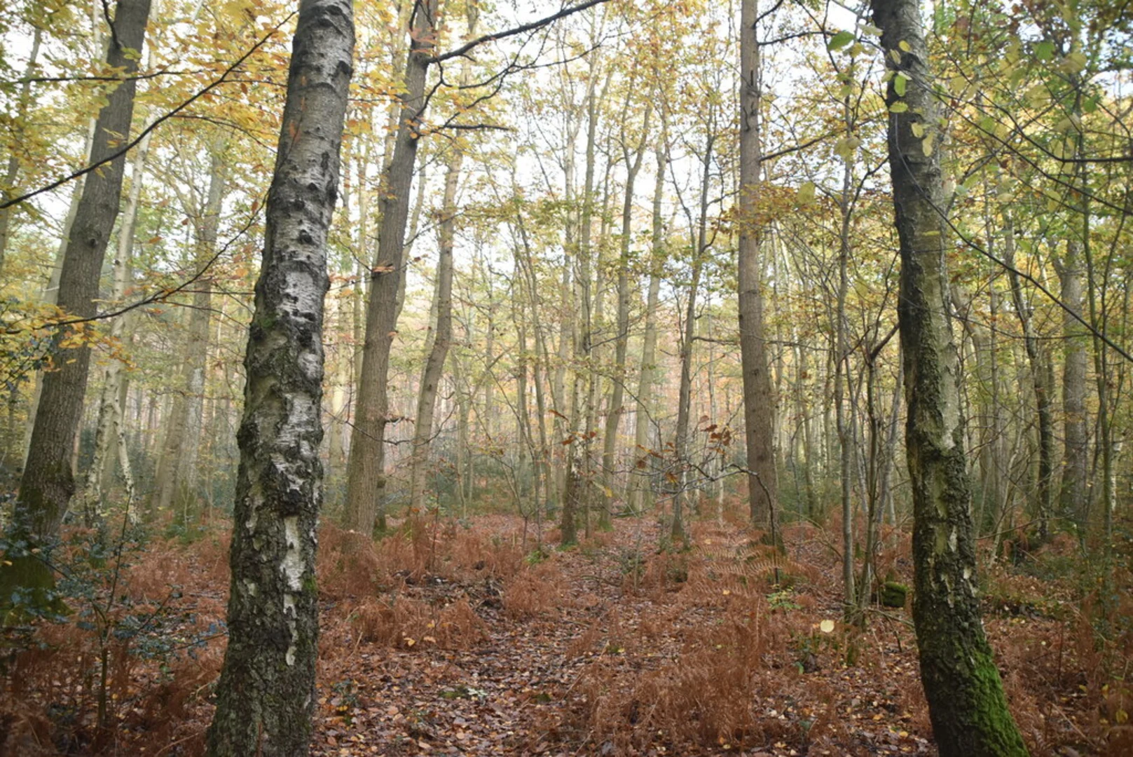 An image depicting the trail Oldbury Wood Loop and its surrounding area.