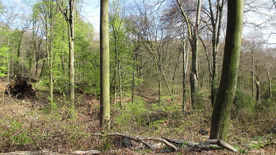 Sonnenweg Loop from Nidenggen