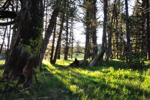 An image depicting the trail East Fork Denny Creek Trail and its surrounding area.