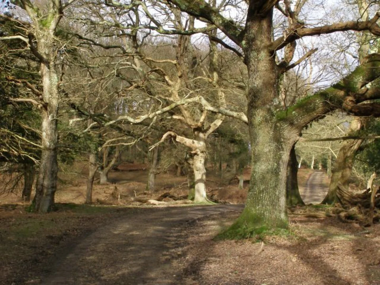 An image depicting the trail Queen North Wood, Holly Hatch Inclosure and North Bentley Inclosure - Fritham and its surrounding area.