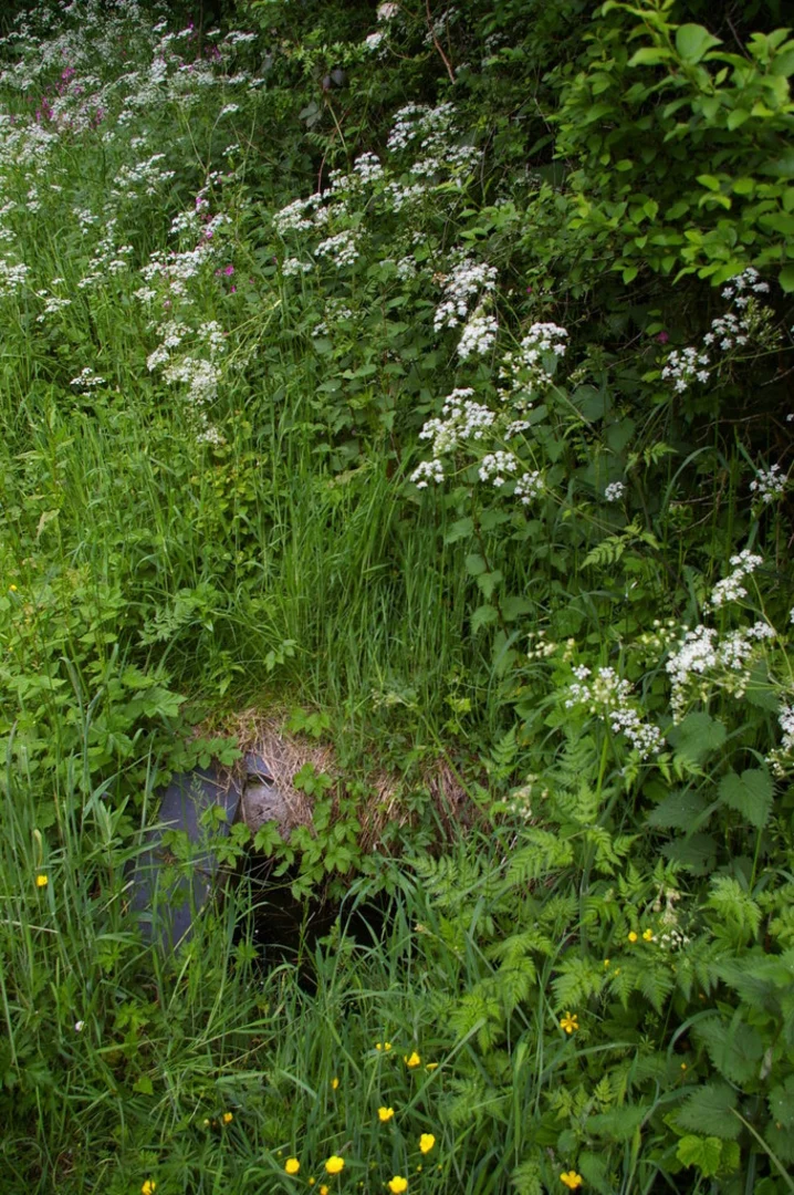An image depicting the trail Audlem Country Park and its surrounding area.