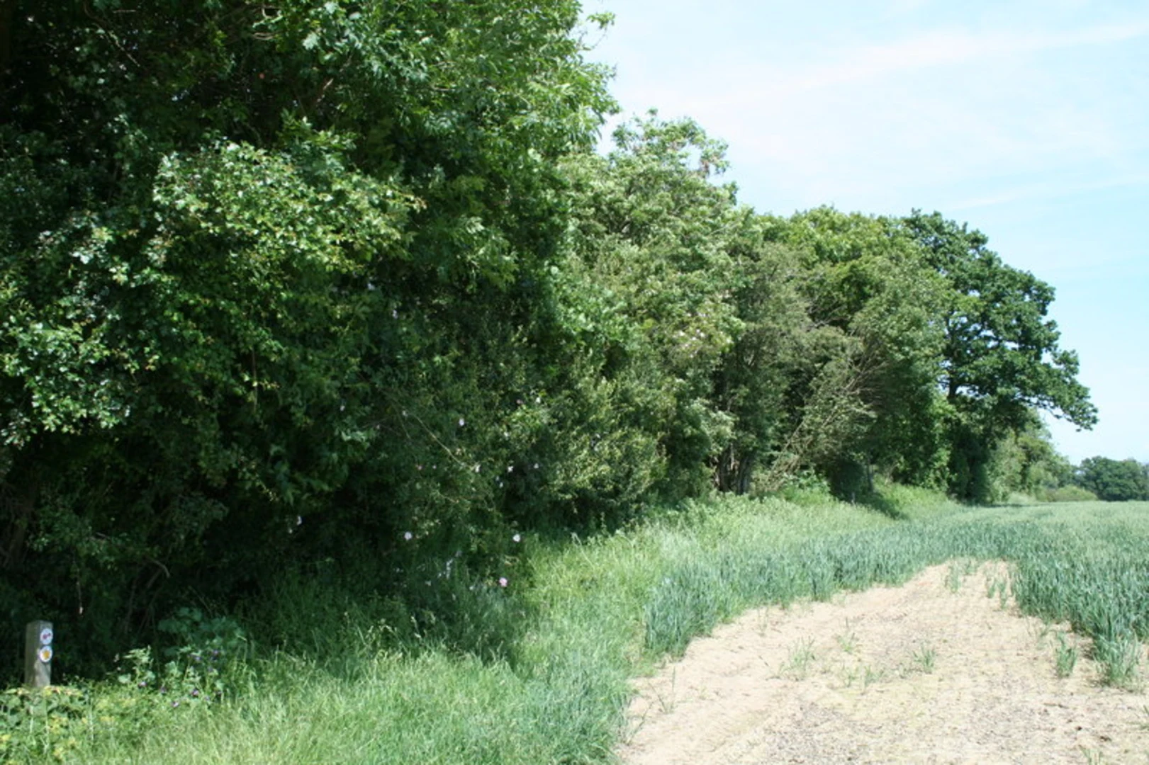 An image depicting the trail Furze Hill and Laundry Wood in Manningtree Loop and its surrounding area.