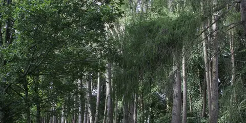 An image depicting the trail Duhallow - Doctors Hill Loop and its surrounding area.