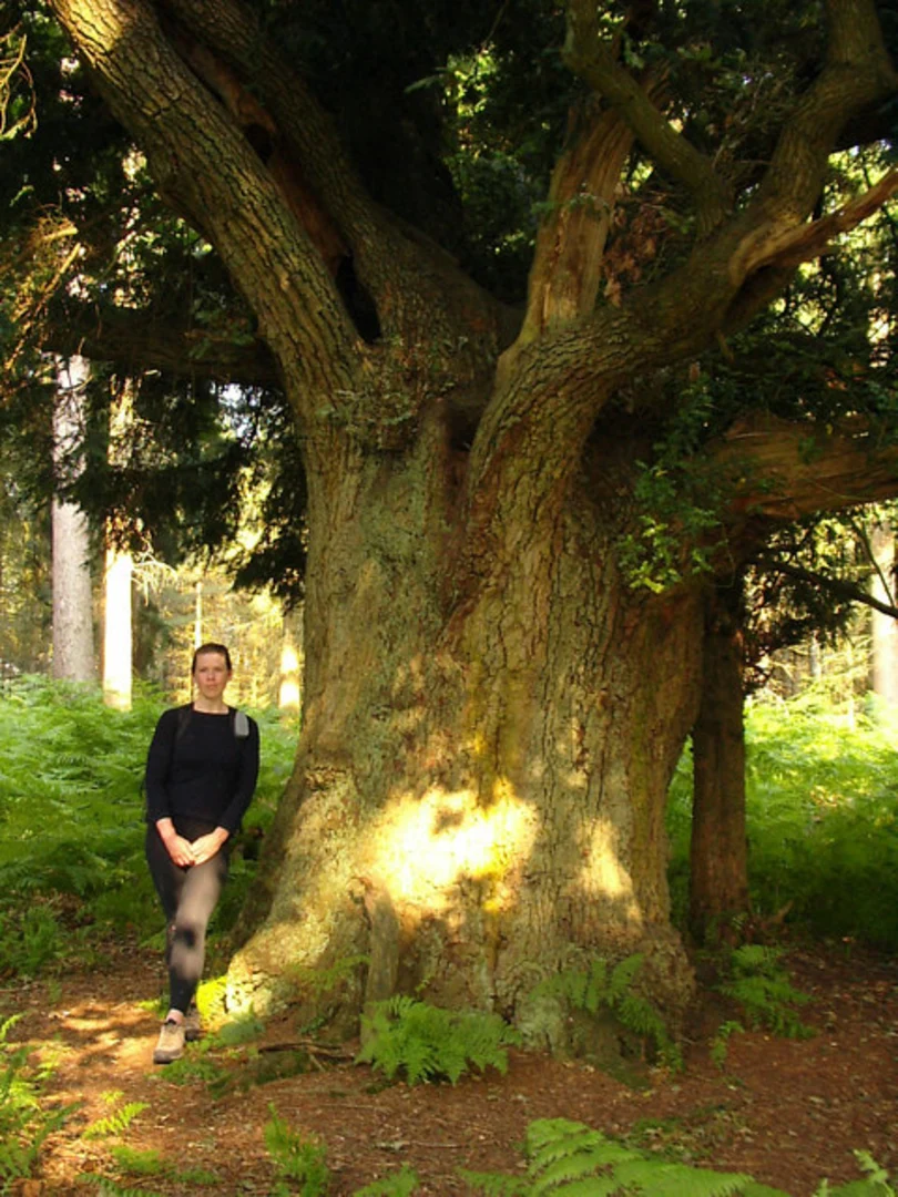 An image depicting the trail North Oakley Inclosure and Knightwood Inclosure Loop and its surrounding area.