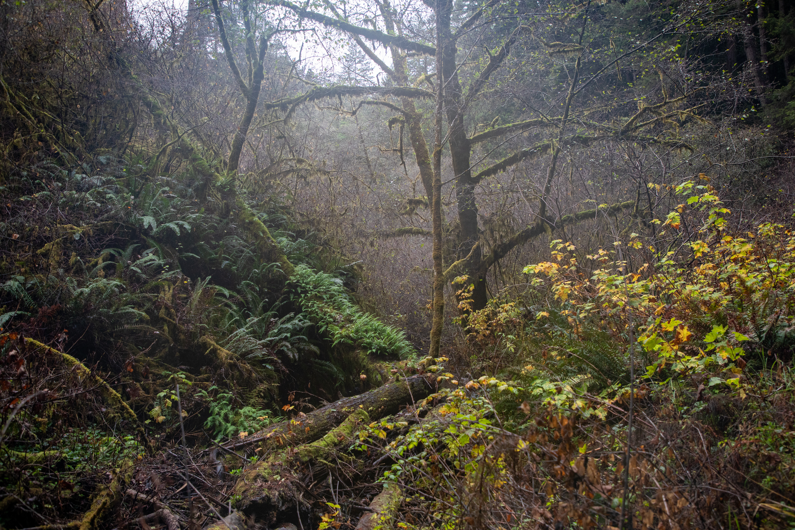 An image depicting the trail Falls Loop Trail via East Trail and its surrounding area.