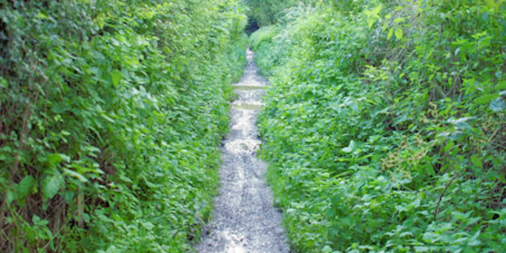 An image depicting the trail Alton to Farnham using St Swithun's Way and its surrounding area.