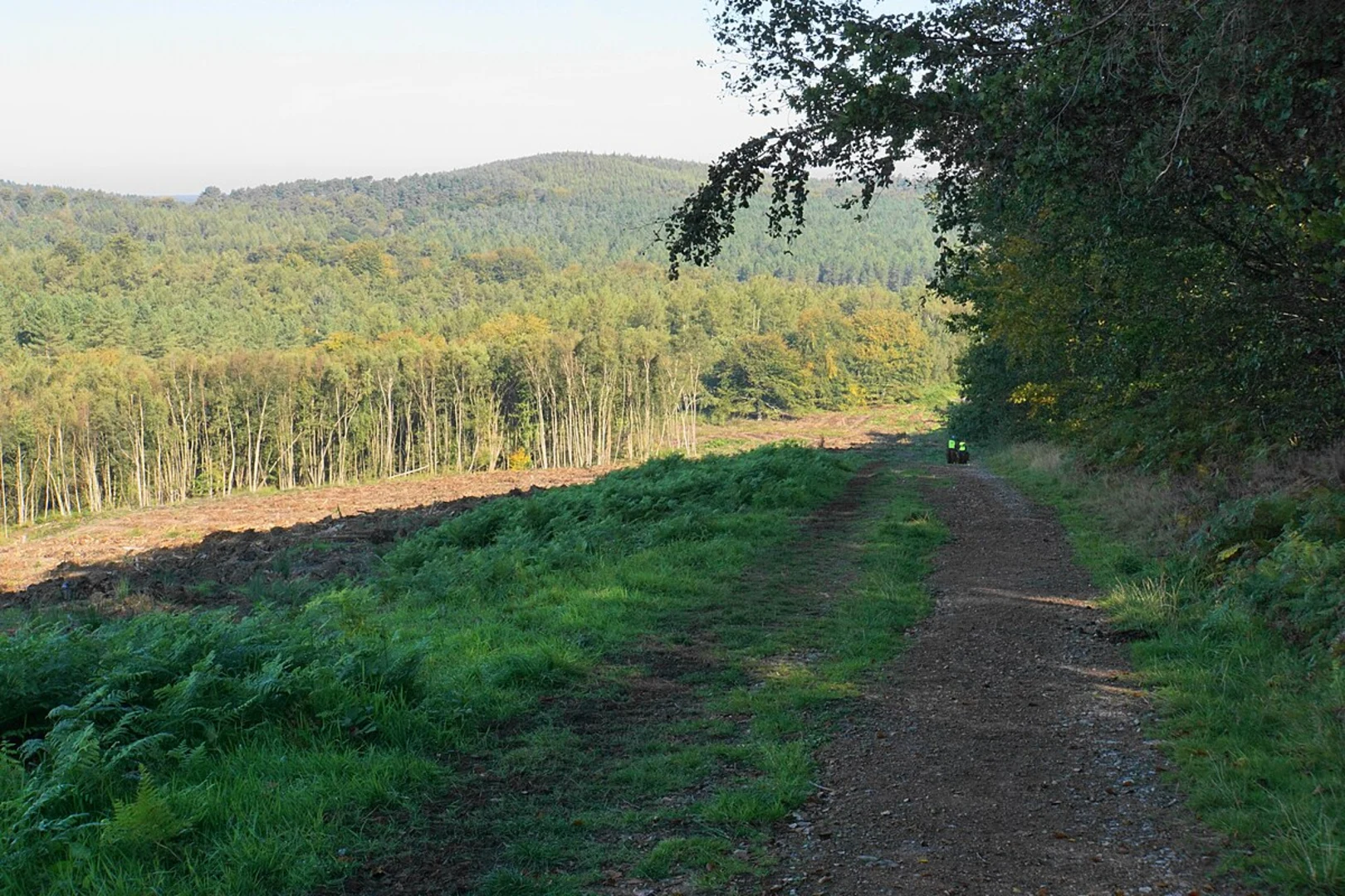 An image depicting the trail Cannock Chase Extended Circular Route and its surrounding area.