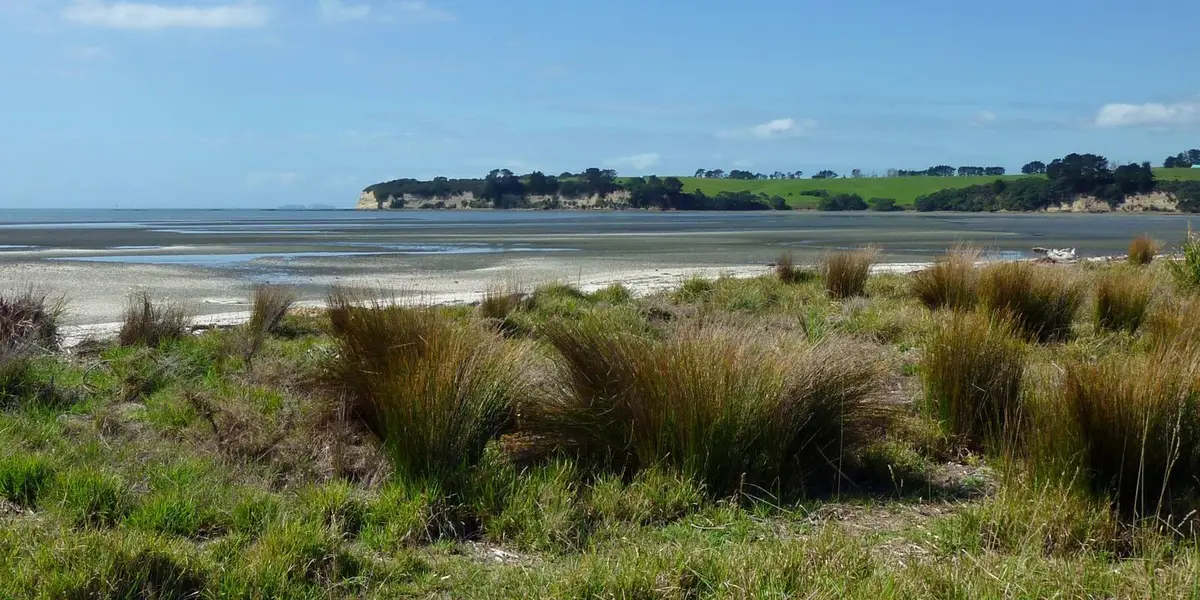 Okura Bush Walkway to Stillwater