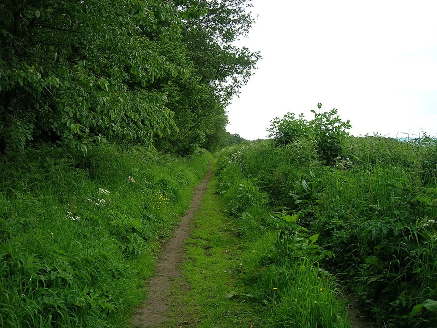 An image depicting the trail Slingsby Banks Wood and its surrounding area.