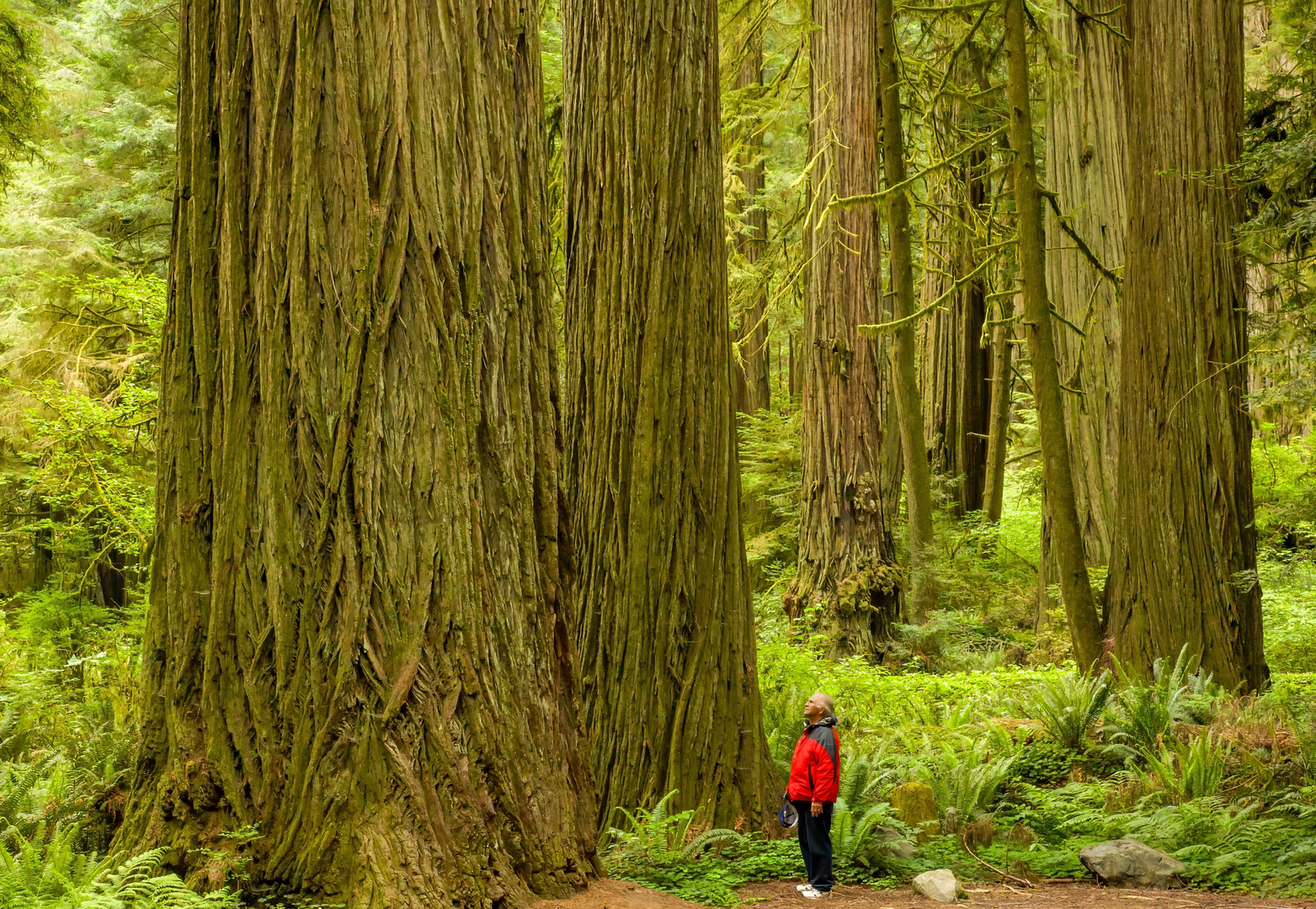 An image depicting the trail Rhododendron - Foothill Loop Trail and its surrounding area.
