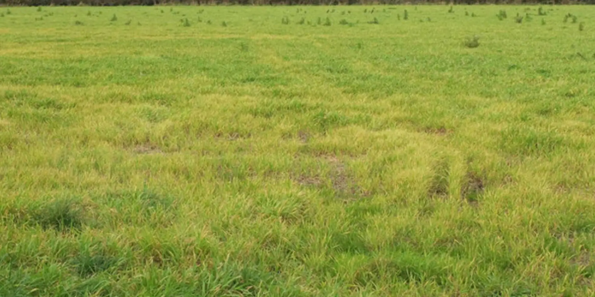 An image depicting the trail Graston Copse - Hammiton Wood Walk and its surrounding area.