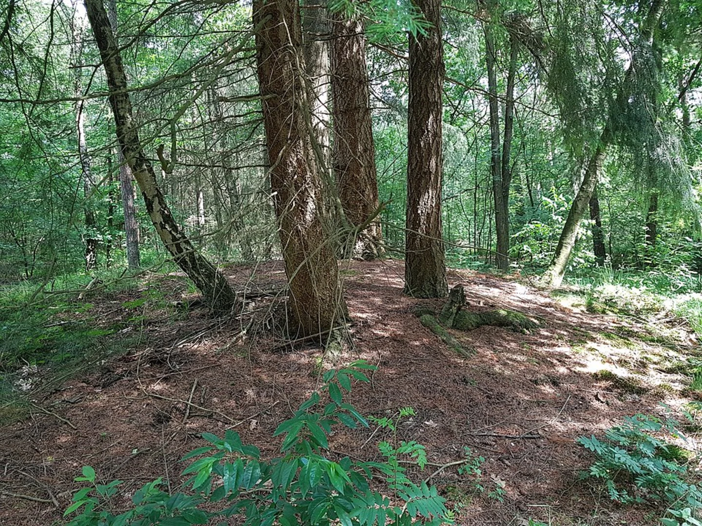An image depicting the trail Stamerhoef, Maarnsche Berg and Mollebos via Oude Post Weg and its surrounding area.