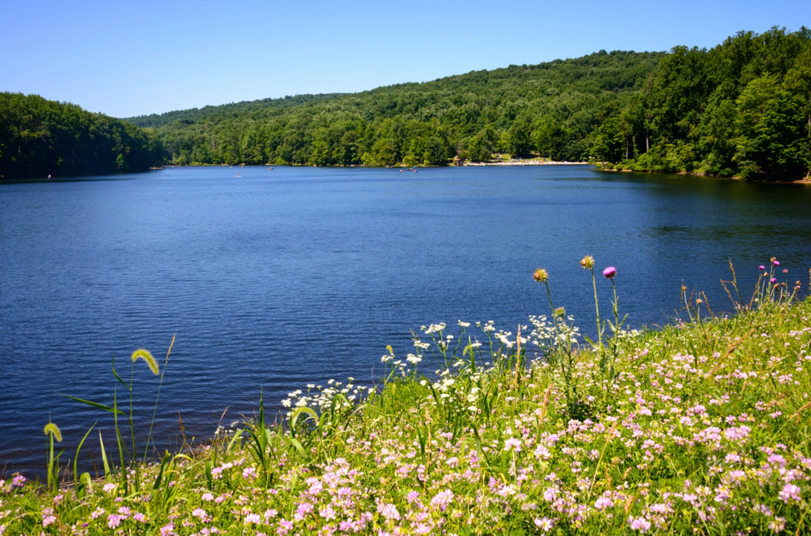 An image depicting the trail Cunningham Falls Nature Trail and Hog Rock Trail Loop and its surrounding area.