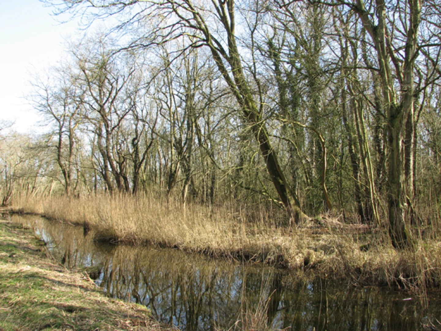 An image depicting the trail Upton Fen Loop and its surrounding area.