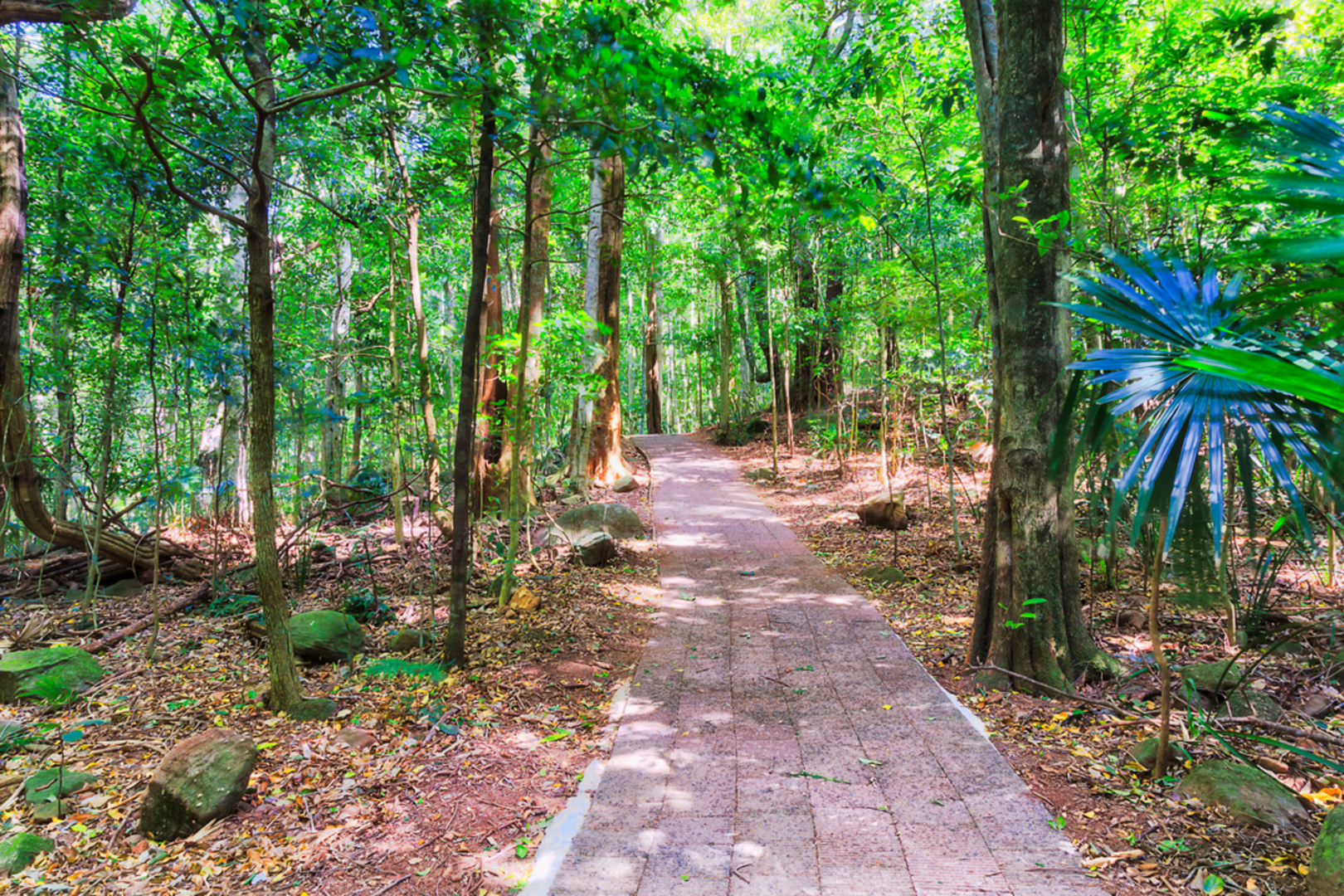 An image depicting the trail Lyrebird Loop Walk and its surrounding area.