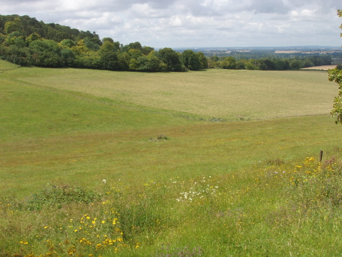 The Ridgeway and Cowleaze Wood Walk
