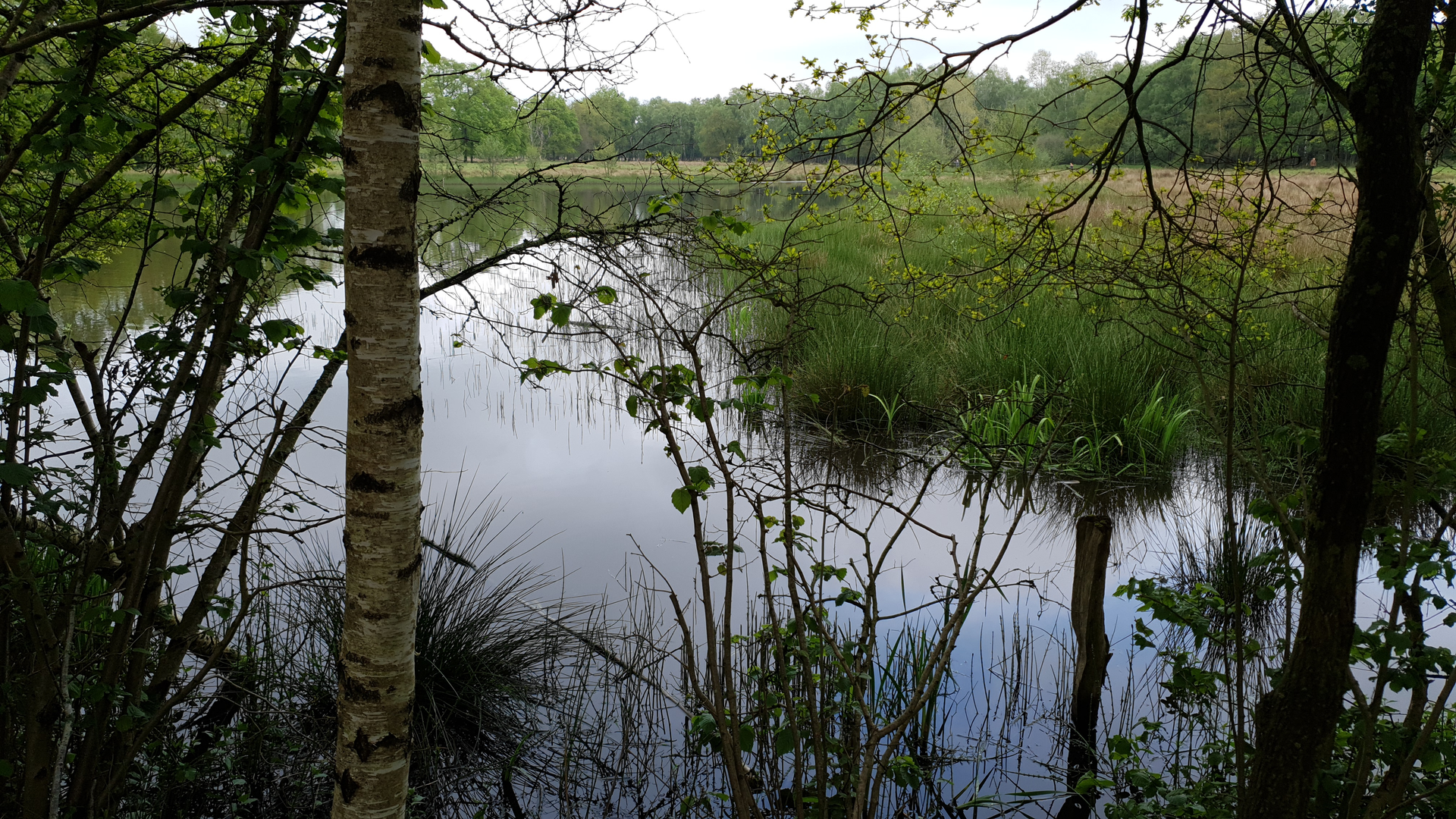 An image depicting the trail Zandveen, Witte Veen and Westenenk Loop and its surrounding area.