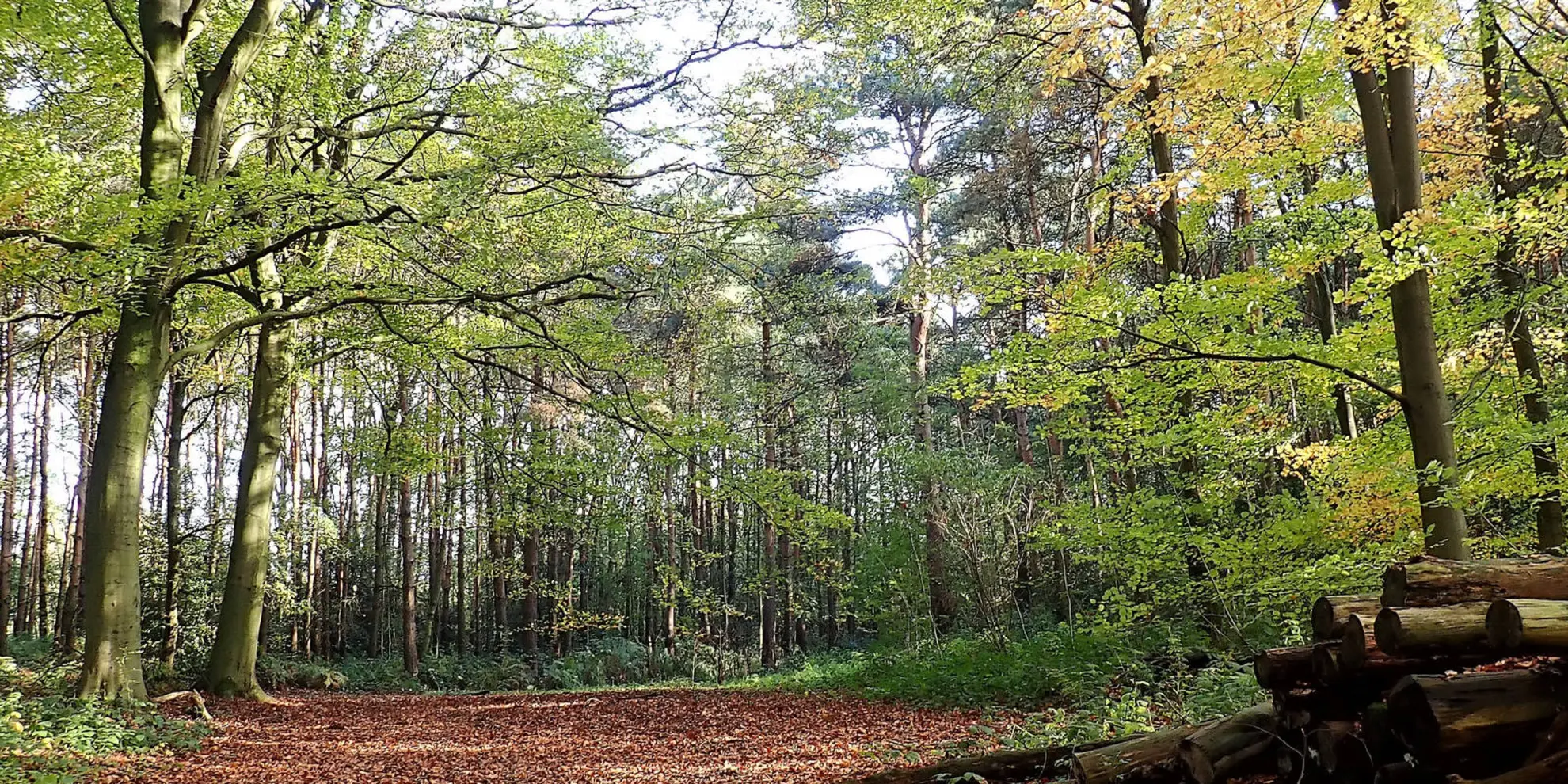 An image depicting the trail Hertsmere Way and its surrounding area.