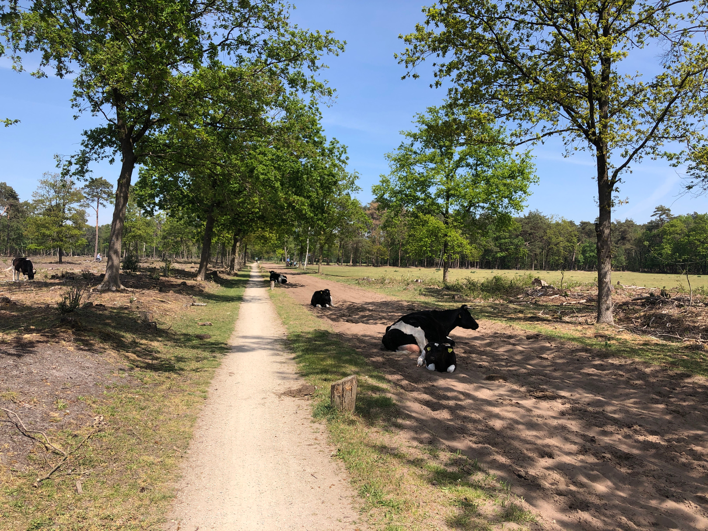 An image depicting the trail Klaasbrug, Onlandsbrug and Harrevelderschans Loop and its surrounding area.