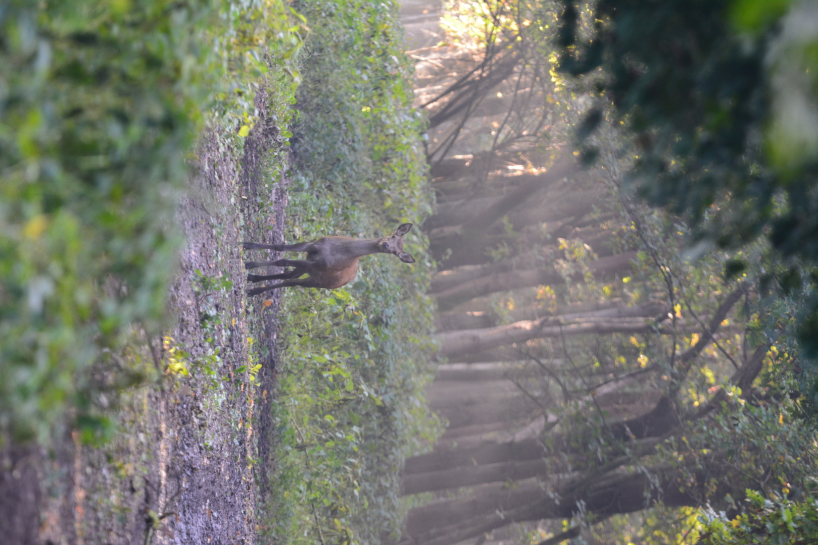 An image depicting the trail Carolinaberg and Lange Juffer Loop and its surrounding area.